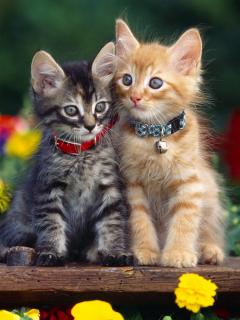Other Wallpapers 0537